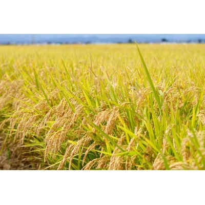 【毎月定期便】青森県産　はれわたり　白米10kg全6回