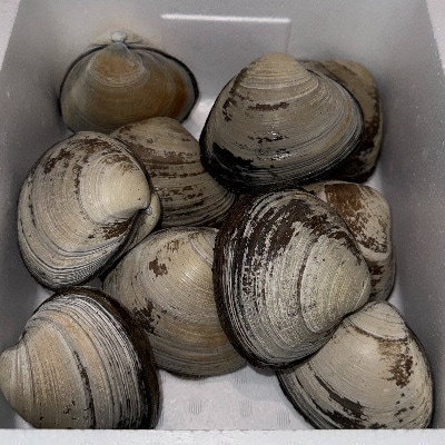 ホッキ貝　10個入り