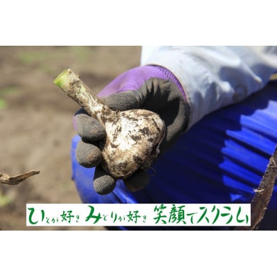 【JAおいらせ】青森県三沢市産　おいらせ匠にんにく