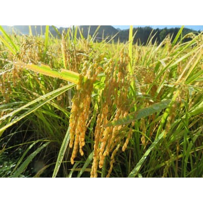 自然栽培ササニシキ発芽玄米コーヒー(無化学肥料・無添加)[B5-135013]