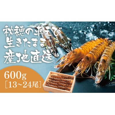 活きあいおえび600g(13～24尾) D708