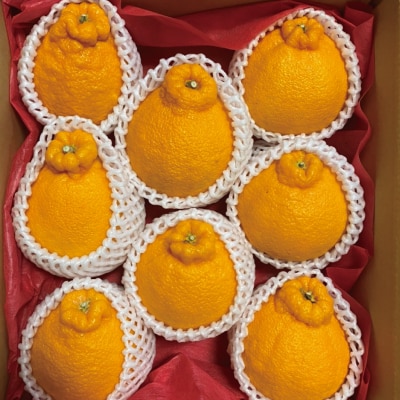サイズ2L以上 ハウス不知火 3kg【2026年1月上旬～2月下旬発送】【mok005A】