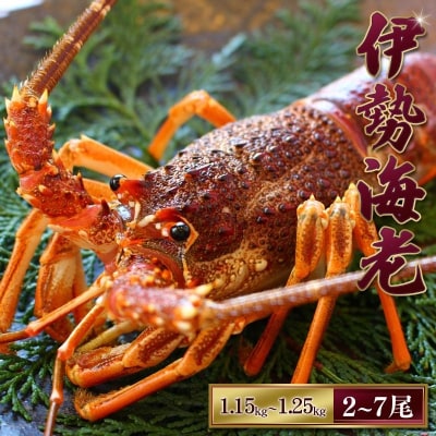 【先行受付】伊勢えび(活)2～7尾 1.15～1.25kg【10月中旬～発送】【enk003A】