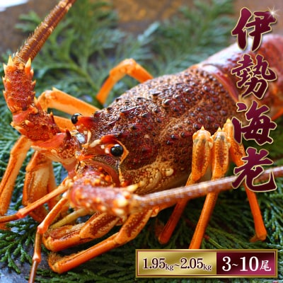 【先行受付】伊勢えび(活)3～10尾 1.95～2.05kg【10月中旬～発送】【enk004】