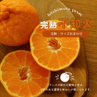 【先行受付】橋本農園の完熟不知火 10kg 玉数・サイズおまかせ【mht004A】