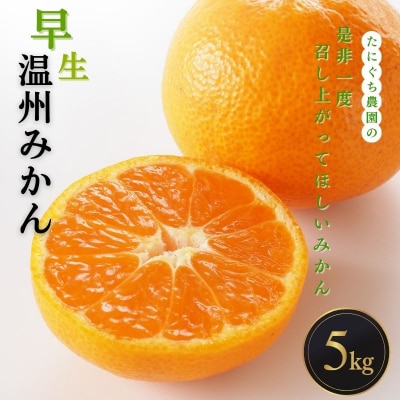 たにぐち農園早生温州みかん(マルチ栽培)5kg【11月中旬～12月中旬に順次発送】【mtn005A】