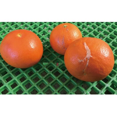 訳あり サイズ混合  岡農園のセミノール4kg 【3月下旬～4月下旬に順次発】【mok009B】