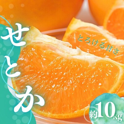 L～3Lサイズ混合 橋本農園のせとか 10kg 【2月下旬から3月下旬に順次発送】【mht013】