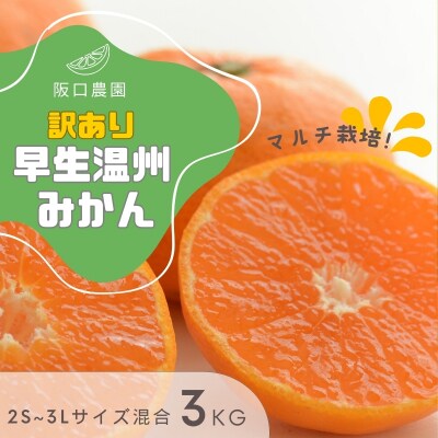 2S~3L混合 3kg 阪口農園の訳あり早生温州みかん (マルチ栽培)【msa003A】