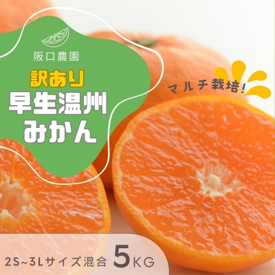 2S~3L混合 5kg 阪口農園の訳あり早生温州みかん (マルチ栽培) 【msa004A】