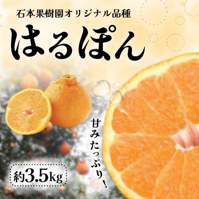 石本果樹園の完熟はるぽん 約3.5kg【3月上旬～4月上旬発送】【min023】
