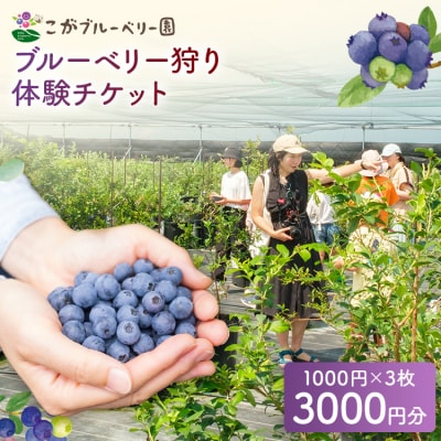 ブルーベリー狩り体験 ブルーベリー60分食べ放題チケット!