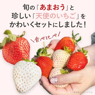 紅白いちごセット(あまおうと天使のいちご)
