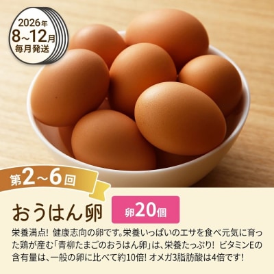 【定期便(6回発送)】たまご(後期)定期便・青柳たまご 2025