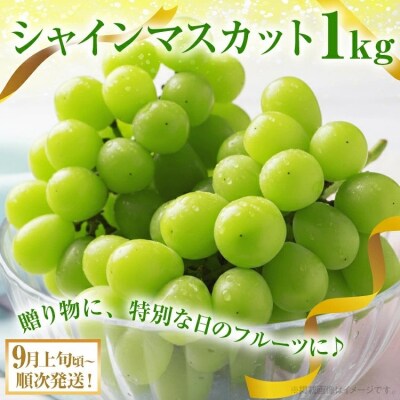 シャインマスカット約1kg