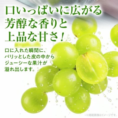 シャインマスカット約1kg