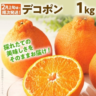 デコポン約1kg