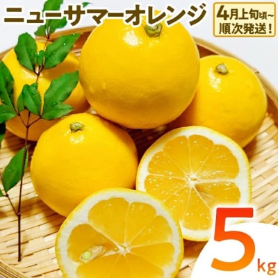 ニューサマーオレンジ(日向夏)約5kg