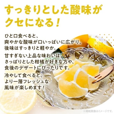 ニューサマーオレンジ(日向夏)約5kg