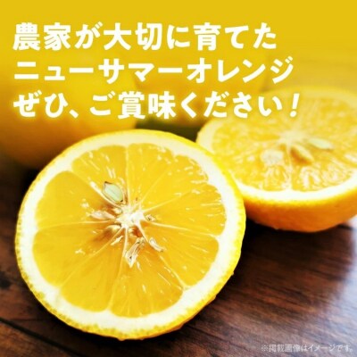 ニューサマーオレンジ(日向夏)約5kg　※2027年4月上旬頃から順次発送