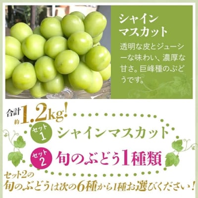 ぶどう詰合せ(シャインマスカット+珍しいぶどう)