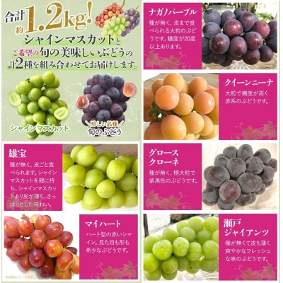 ぶどう詰合せ(シャインマスカット+珍しいぶどう)