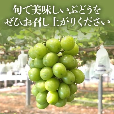 ぶどう詰合せ(シャインマスカット+珍しいぶどう)