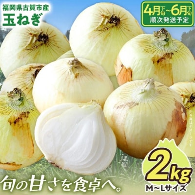 古賀市産たまねぎ　2kg