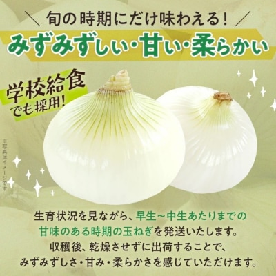 古賀市産たまねぎ　4kg