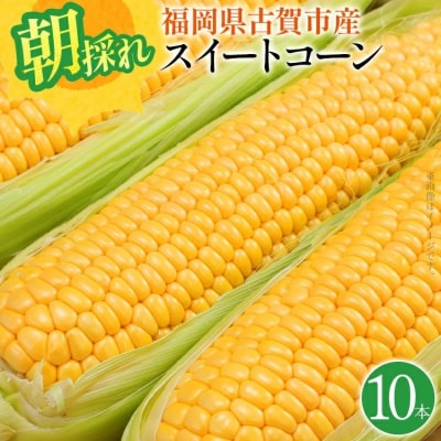 朝採りスイートコーン(10本)