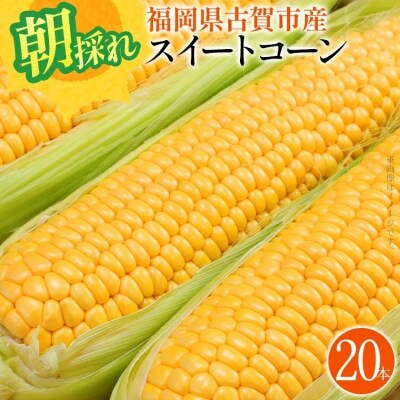 朝採りスイートコーン(20本)