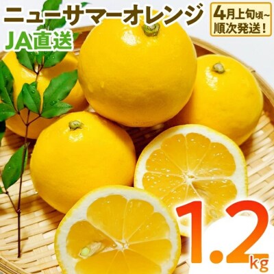 ニューサマーオレンジ(日向夏)約1.2kg　※2027年4月上旬頃から順次発送
