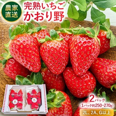 【2027年2月より順次発送】農家直送 完熟いちご　2パック(かおり野)