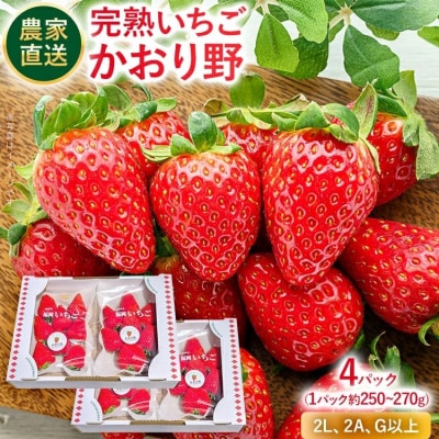 【2027年2月より順次発送】農家直送 完熟いちご　4パック(かおり野)