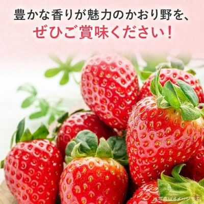 【2027年2月より順次発送】農家直送 完熟いちご　4パック(かおり野)