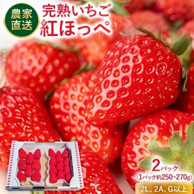 【2027年2月より順次発送】農家直送 完熟いちご　2パック(紅ほっぺ)