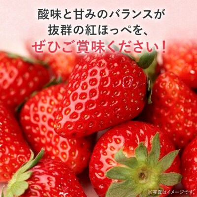 【2027年2月より順次発送】農家直送 完熟いちご　2パック(紅ほっぺ)