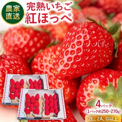 【2027年2月より順次発送】農家直送 完熟いちご　4パック(紅ほっぺ)