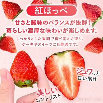 【2027年2月より順次発送】農家直送 完熟いちご　4パック(紅ほっぺ)