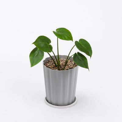 穏やかに育つ観葉植物の土 5L IHPC-5L