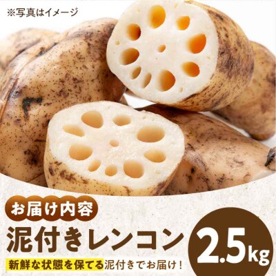 【先行受付】【1月上旬より順次発送】大洲産泥付きレンコン 約2.5kg[AGBN021]