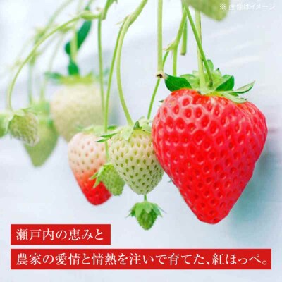 【先行受付】【1月中旬より順次発送】紅ほっぺ M-3L  約2kg [AGBN027]