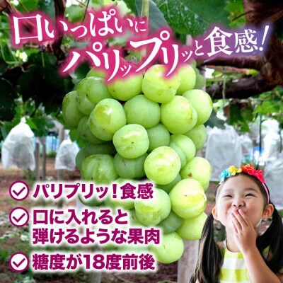 【先行受付】【8月下旬から順次発送】瀬戸ジャイアンツ 2kg(4から6房)[AGDB003]
