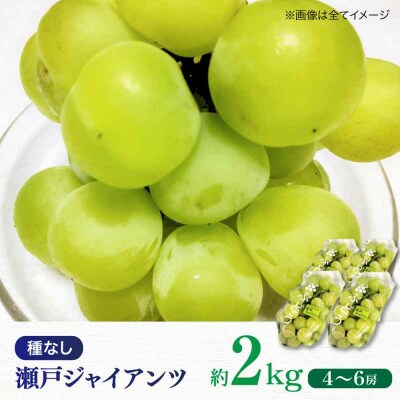 【先行受付】【8月下旬から順次発送】瀬戸ジャイアンツ 2kg(4から6房)[AGDB003]