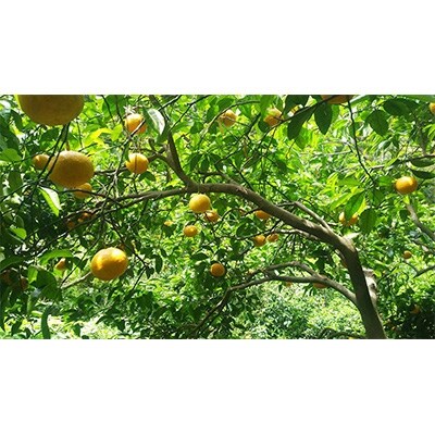 福岡県糸島市産 濃縮&万能 甘夏みかん洗剤 700ml(食器洗いの場合 標準使用量20倍に希釈)