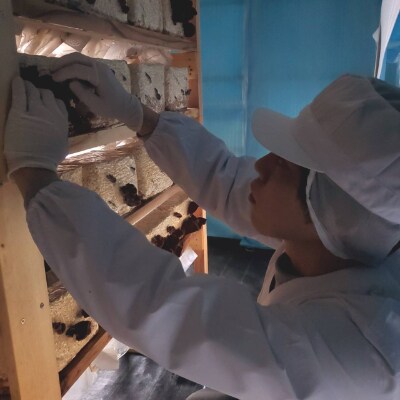 国産 肉厚生きくらげ1Kg 福岡県糸島産(100g×10) 鮮度抜群真空パック おすそわけパック