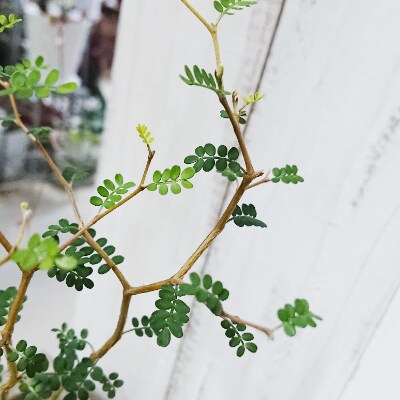 ミニミニ葉っぱとジグザグ幹が可愛い ソフォラ お礼品詳細 ふるさと納税なら さとふる