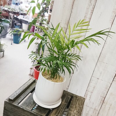 テーブルサイズの可愛いヤシの木 テーブルヤシ お礼品詳細 ふるさと納税なら さとふる テーブルサイズの可愛いヤシの木 テーブルヤシ お礼品詳細 ふるさと納税なら さとふる