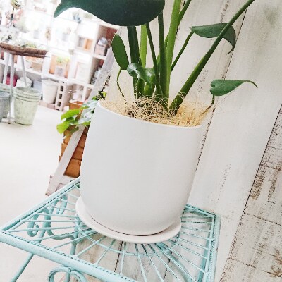 葉に切れ込みが入ったおしゃれな植物 モンステラ お礼品詳細 ふるさと納税なら さとふる