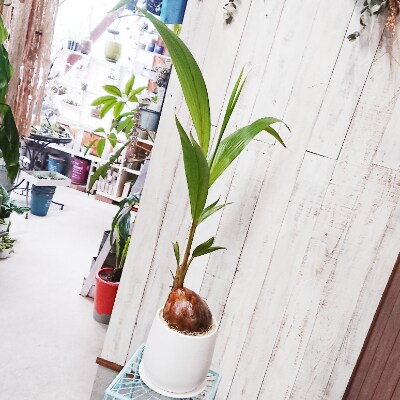 ココナッツの実が可愛いヤシの木 ココヤシ お礼品詳細 ふるさと納税なら さとふる